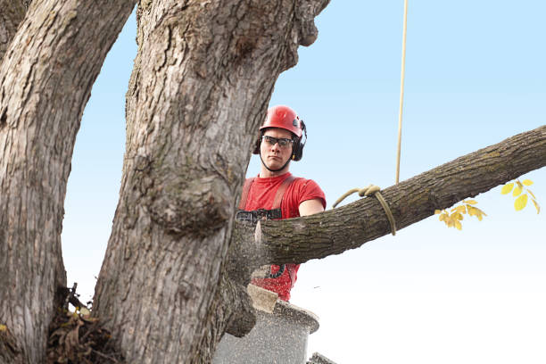 Professional Tree Services in El Cerro Mission, NM